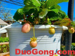 sanjose出售白草莓苗-多工網(wǎng)