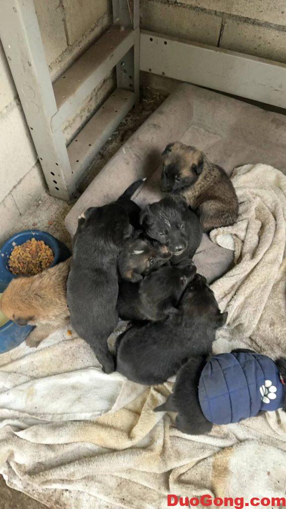 圖片[5]-灣區(qū)出牧羊犬與邊牧的小狗狗-多工網(wǎng)