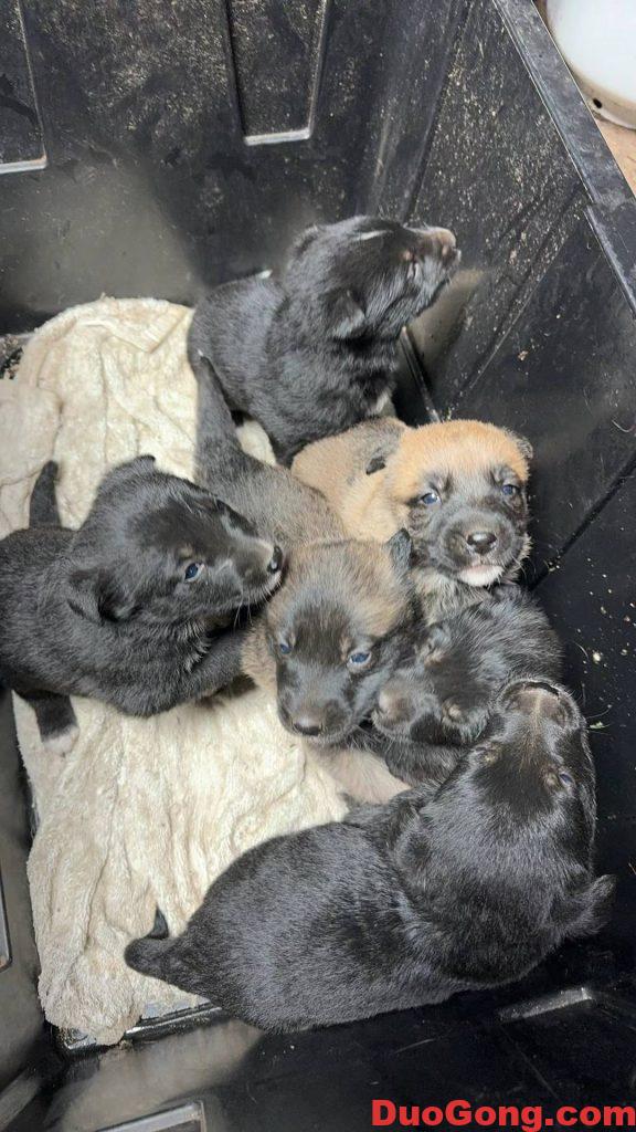 圖片[4]-灣區(qū)出牧羊犬與邊牧的小狗狗-多工網(wǎng)