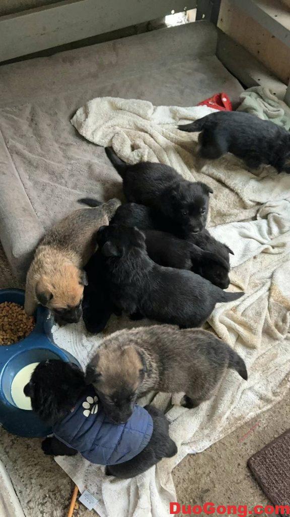 圖片[2]-灣區(qū)出牧羊犬與邊牧的小狗狗-多工網(wǎng)