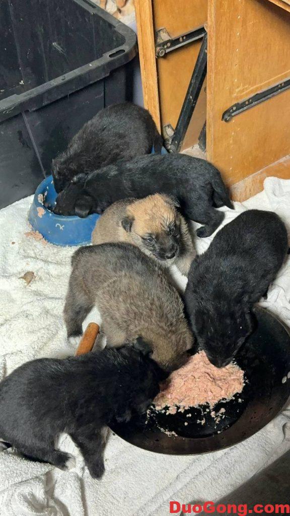 灣區(qū)出牧羊犬與邊牧的小狗狗-多工網